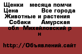 Щенки 4 месяца-помчи › Цена ­ 5 000 - Все города Животные и растения » Собаки   . Амурская обл.,Михайловский р-н
